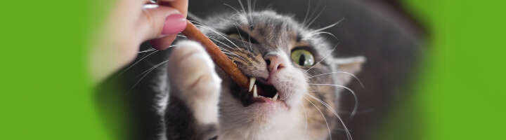 katzenleckerlis kategorieeinstiegsbanner